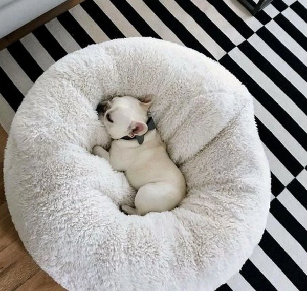 Best Calming Dog Bed