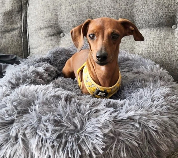 Best Calming Dog Bed